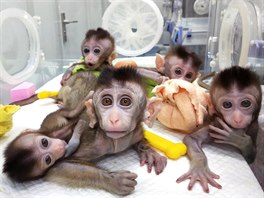 SMUTNÉ OČI. Opičky naklonované z genticky upraveného makaka s poruchou denního...
