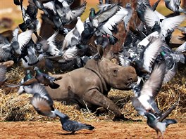 NOVÍ KAMARÁDI. Holubi létají okolo samice nosorožce Karen Peles, pojmenované...