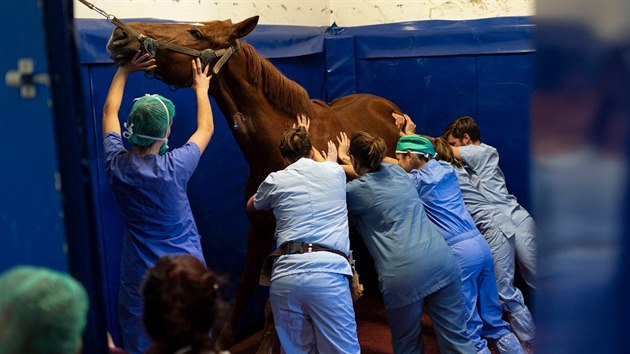 Před uspáním veterináři koně opírají o stěnu, aby se při pádu nezranil.