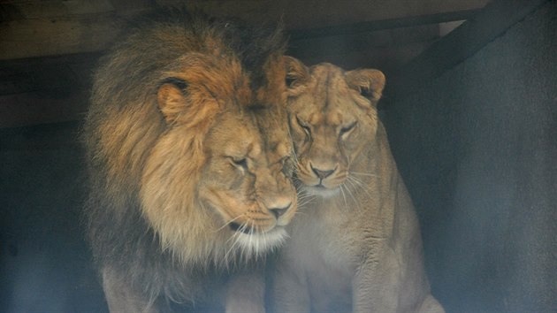Lvi berberští by se v liberecké zoo měli dočkat časem většího výběhu. 
