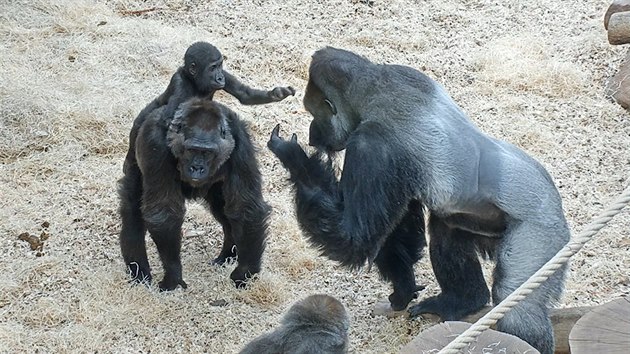 Gorilí samice Kamba a její kluci