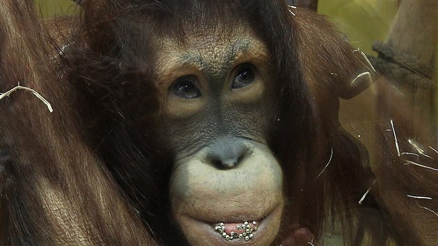 Orangutani z ústecké zoo patří u návštěvníků mezi oblíbená zvířata. V budoucnu hrozí, že Ústí opustí.