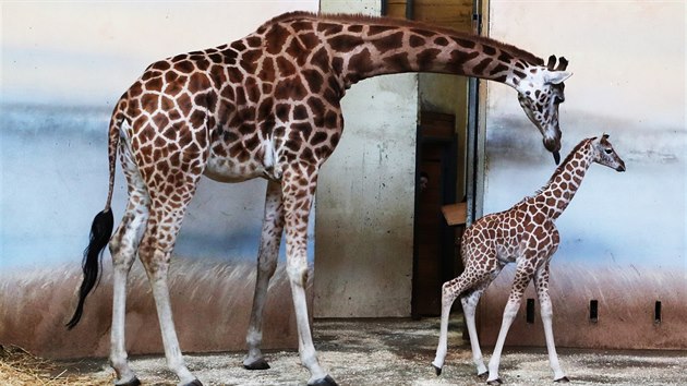 V prask zoo se narodila v ptek 25. ledna nov irafa. Jej matka je Faraa ze vcarska a otec Johan z Nizozemska. (29.1.2019)