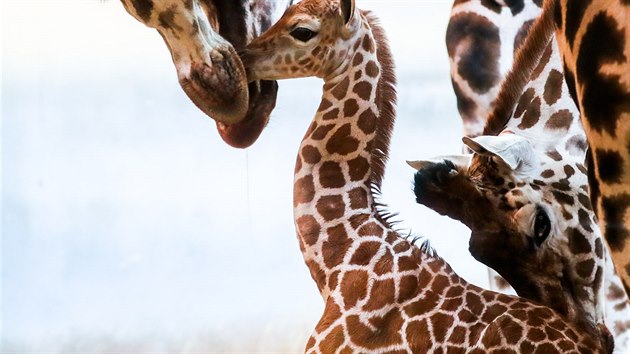 V prask zoo se narodila v ptek 25. ledna nov irafa. Jej matka je Faraa ze vcarska a otec Johan z Nizozemska. (29.1.2019)