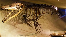 První kostra mosasaura byla objevena v roce 1764 u nizozemského Maastrichtu.