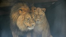 Nejnavtvovanjí místo v Libereckém kraji je liberecká zoo. Ta láká teba na lvy.