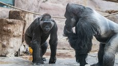 Gorilí samice Kamba se stíbrohbetým samcem Richarden, ped kterým se...