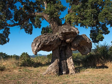 Korkov dub z Ghisonaccie na Korsice, Francie