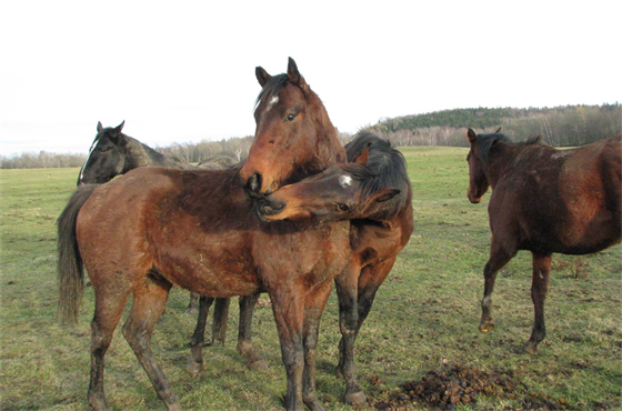 Dobrovolníci zveřejnili fotky koní na stránce SOS pomoc pro koně z Jankova