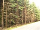 Suché stromy u silnice
