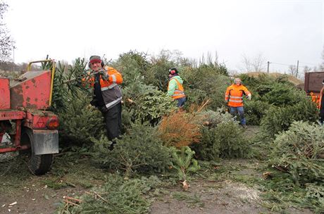 Takto probíhá tpkování vánoních stromk v Litomicích. Nadrcenou hmotu...