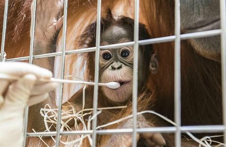 Mlád orangutana v basilejské zoo (31.01.2019)