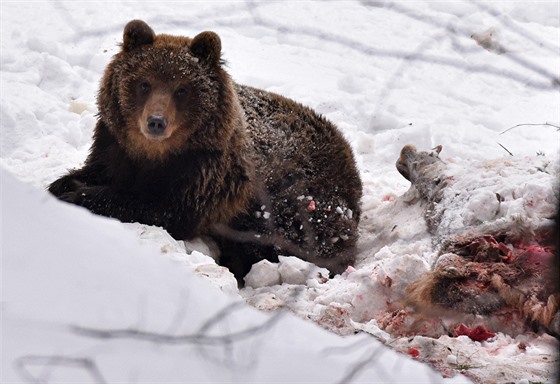 Medvěda se poblíž Starých Hamrů v Beskydech podařilo loni v únoru nafotit. 