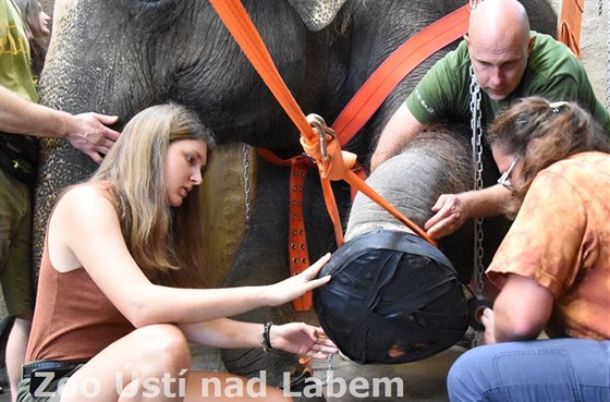 Veterinář Dušan Usvald už pro ústeckou zoo pracoval, když se léčila slonice Kala.