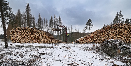 Kůrovec devastuje lesy okolo vodní nádrže Švihov. Zpracování a odvoz dřeva z...