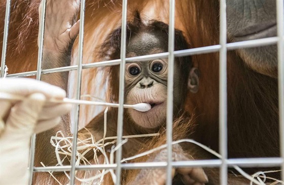 Mlád orangutana v basilejské zoo (31.01.2019)