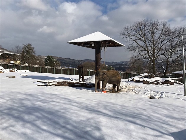 Jedna z posledních fotografií slonice Kaly, která pila do ústecké zoo v roce...