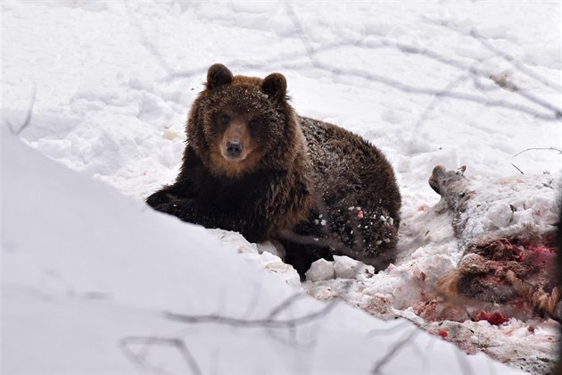 Medvda se poblí Starých Hamr v Beskydech podailo loni v únoru nafotit. 