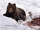 Medvěda se poblíž Starých Hamrů v Beskydech podařilo loni v únoru nafotit. 
