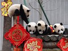 Mláata pandy velké si hrají v obleení dekorací k oslavám nového lunárního...