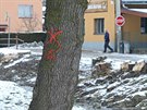 Vechny stromy u Smrenskho potoka v centru Hybrlce na Jihlavsku devorubci...