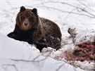 Medvda se poblí Starých Hamr v Beskydech podailo loni v únoru nafotit. 