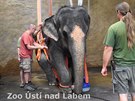 V ervenci 2018 podstoupila slonice Kala operaci pedn nohy.