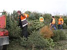 Takto probíhá tpkování vánoních stromk v Litomicích. Nadrcenou hmotu...