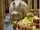Samici nosoroce indickho Rence pipravili oetovatel ke druhm...