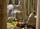 Samici nosoroce indickho Rence pipravili oetovatel ke druhm...