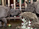 Samice nosoroce indickho Renka slavila druh narozeniny. Slena v bez...