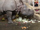 Samice nosoroce indickho Renka slavila druh narozeniny. Slena v bez...