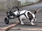 Brnnská firma AnyoneGo vyrábí pro ochrnuté psy speciální vozíky na zadní...