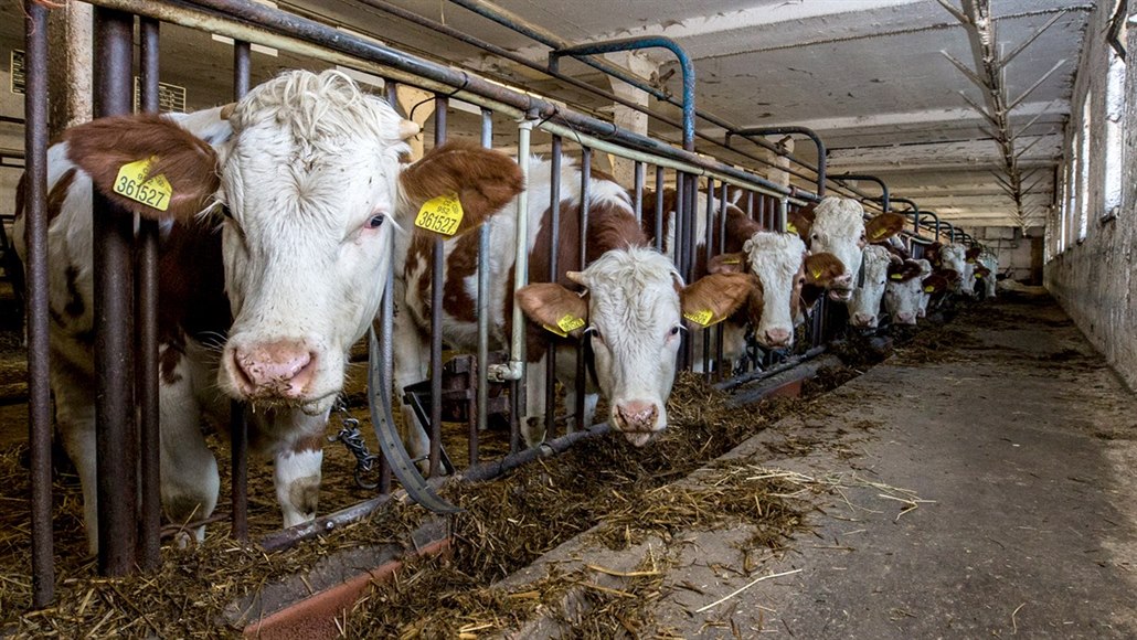 Polsko hlásí atypickou nemoc šílených krav na farmě nedaleko hranic s  Českem - iDNES.cz
