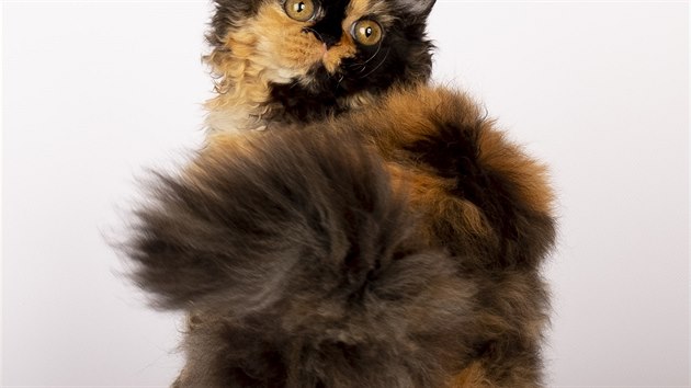 Selkirk rex je pomrn mlad plemeno  existuje zhruba 30 let.