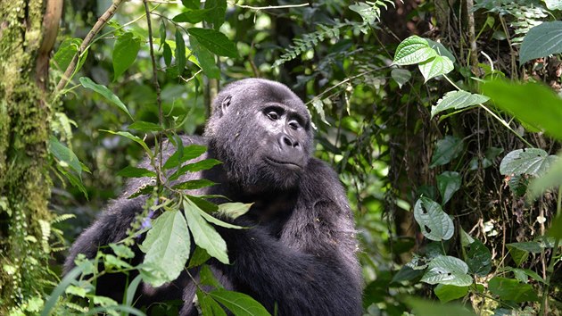 Povedlo se a výprava zažila setkání s horskými gorilami doslova z očí do očí