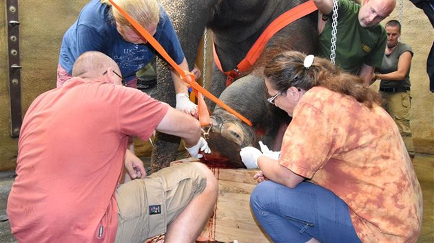 V červenci 2018 podstoupila slonice Kala operaci přední nohy.