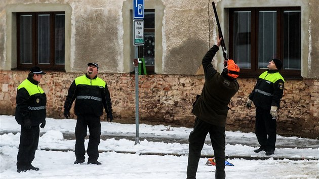 Na nmst v eskm Brod lovila v nedli skupina myslivc pemnoen divok holuby, kte suuj msto (3.2.2019)