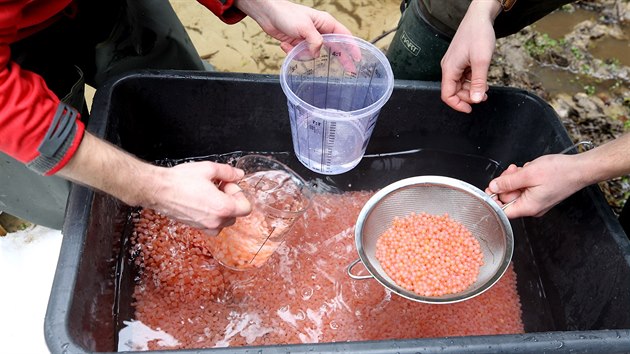 V Jetřichovicích na Děčínsku probíhalo první únorový den plnění jiker do plovoucích inkubačních schránek. Celkem se v nich bude líhnout 100 tisíc lososích jiker. Je to poprvé, co se lososi takto budou líhnout v ostrém provozu.