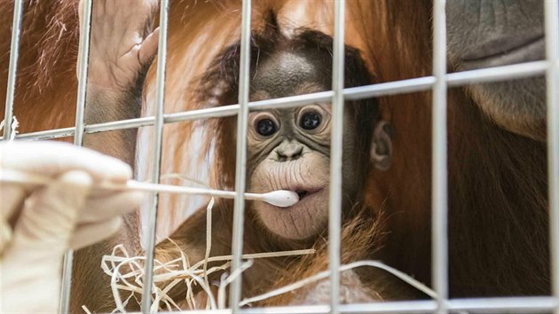 Mld orangutana v basilejsk zoo (31.01.2019)