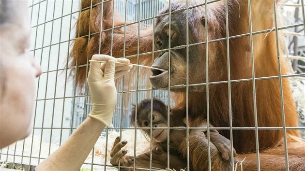 Orangutanm odebraj vzorky DNA v basilejsk zoo. (31. ledna 2019)