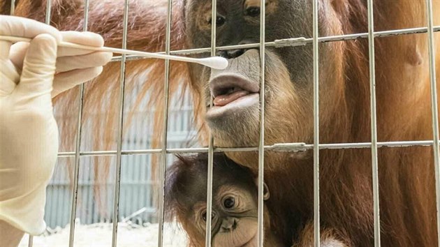 Odbr vzorku DNA u orangutan v basilejsk zoo (31. ledna 2019)