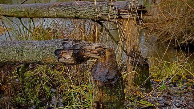 Bobr evropsk� p�edstavuje pro n�koho zk�zu, pro druh� je sp�sou. Nap��klad radost maj� v Chr�n�n� krajinn� oblasti Brdy. Hlodavec se toti� p�ibl�il k t�to lokalit�. Pomoct by tam mohl v boji se suchem.