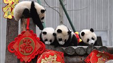 Mláďata pandy velké si hrají v obležení dekorací k oslavám nového lunárního...