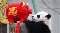 Mlád pandy velké si hraje s plyovým prasetem symbolizujícím nadcházející...