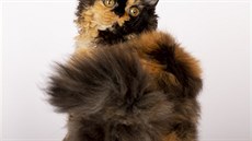 Selkirk rex je pomrn mladé plemeno  existuje zhruba 30 let.