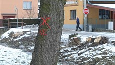 Všechny stromy u Smrčenského potoka v centru Hybrálce na Jihlavsku dřevorubci...