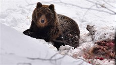 Medvěda se poblíž Starých Hamrů v Beskydech podařilo loni v únoru nafotit.  | na serveru Lidovky.cz | aktuální zprávy