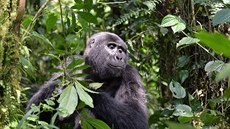 Povedlo se a výprava zaila setkání s horskými gorilami doslova z oí do oí