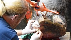 V červenci 2018 podstoupila slonice Kala operaci přední nohy.